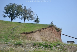 pentru copaci, apocalipsa inseamna alunecare de teren