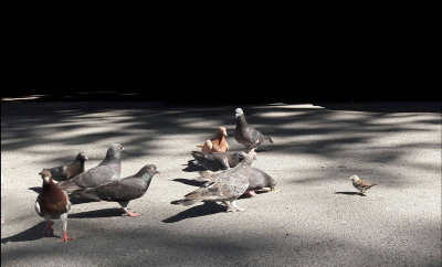 Ai porumbei? Hai să-ți arăt ceva mișto