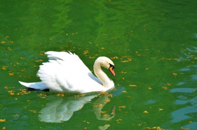 Lacul Lebedelor există. Am mâncat eu niște coaste acolo, o nebunie...