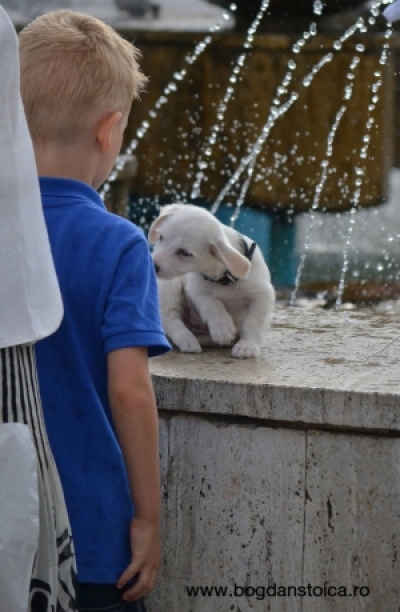 dog and kid