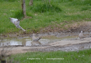 birds in water