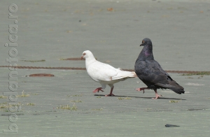 pigeons