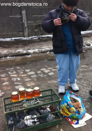 Porumbei, miere și câini - de vânzare.