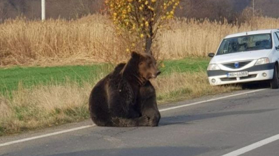 Ursul. Și ce voiați să-i facă, mă?