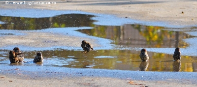 Bird&#039;s SPA